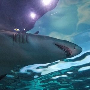 Meet your Posher, Kaylan